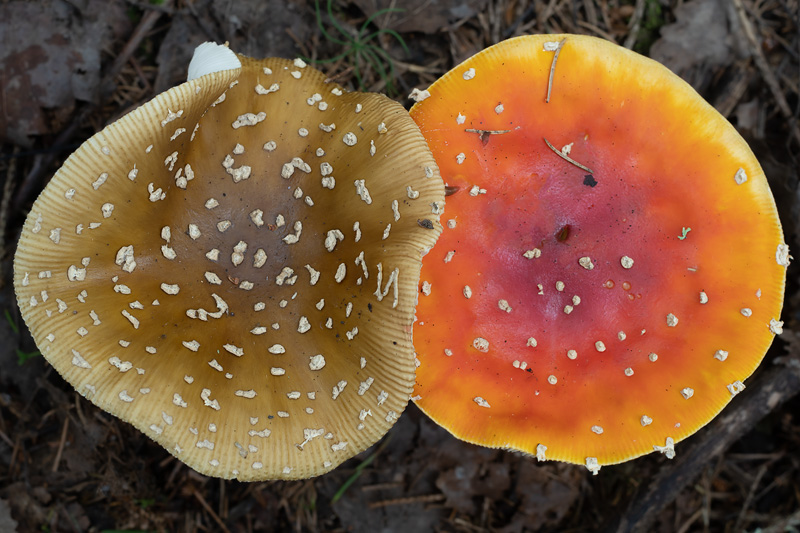 Amanita muscaria var. regalis